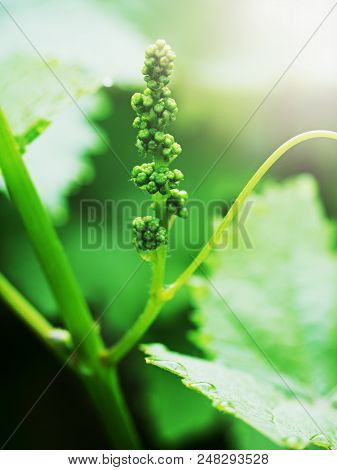 Group Of Young Wine Grapes Hidden Between  Fresh Green Leaves In Spring