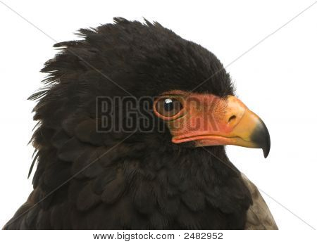 Bateleur (10 Jahre) Terathopius ecaudatus