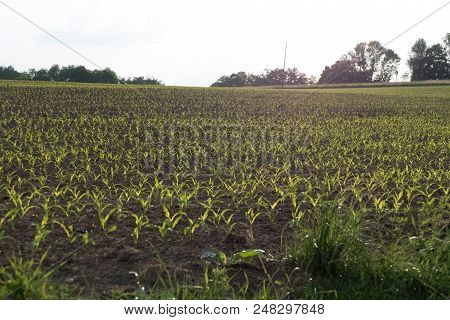 Young Corn On A Field