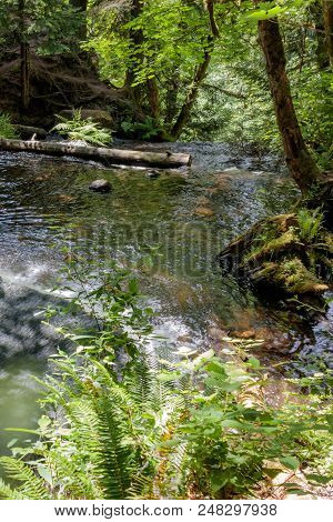 Waterfall And Large Leaf Maple Trees In Western Washington State