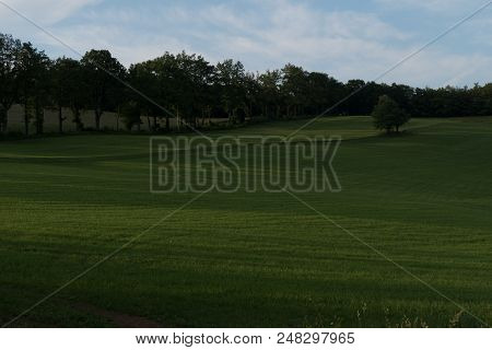 Tree On A Green Meadow