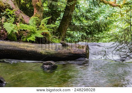 Waterfall And Large Leaf Maple Trees In Western Washington State