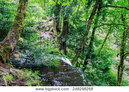 Waterfall And Large Leaf Maple Trees In Western Washington State