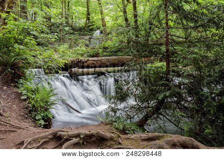 Waterfall And Large Leaf Maple Trees In Western Washington State