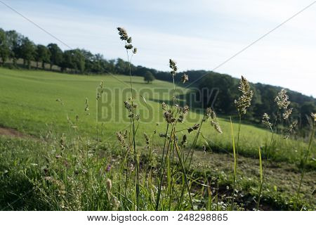 Tree On A Green Meadow