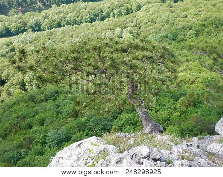 Silhouette Of A Pine Tree On A Rock