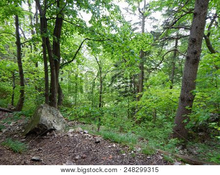 Pine Tree On A Rock