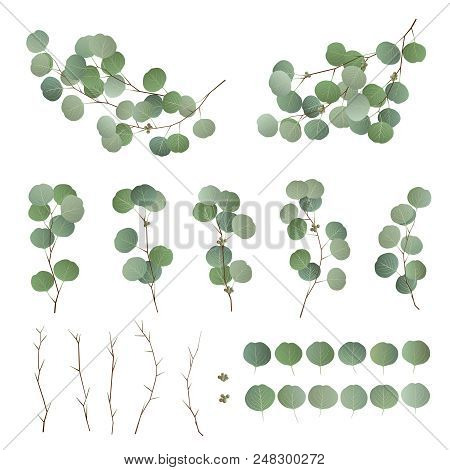 Eucalyptus Leaves And Branch Collection. Collection Of Eucalyptus Tree Foliage, Natural Seeded, Bran