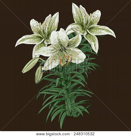 Collection Set Of Hand Drawn Flowers On White Background. Botanical Elements.