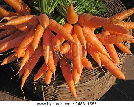 Carrot, Daucus Carota Var. Mativue At Marketplace
