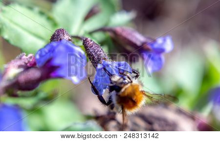 Bumblebee On Lungwort Bloom Close Up Nature Insects