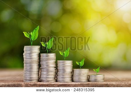 Tree Growing On Coins Stack With Sun Ray For Saving Money Concept