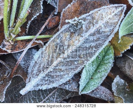 Closeup Of Frozen Plant