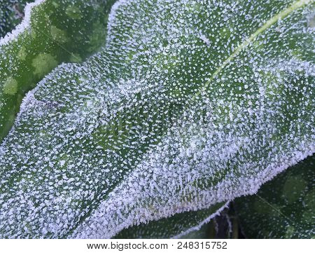 Closeup Of Frozen Plant