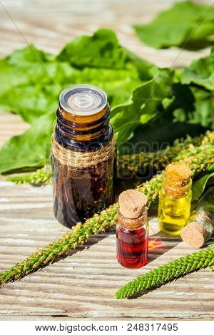Essential Oil Of Plantain In A Small Bottle. Selective Focus.