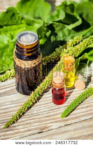 Essential Oil Of Plantain In A Small Bottle. Selective Focus.