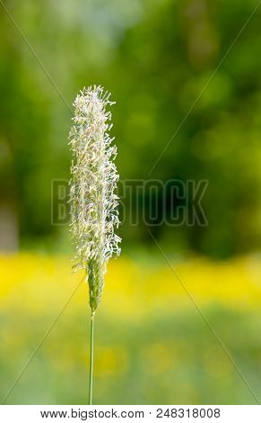 Close Up Grass Flowerhead In Full Bloom
