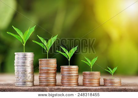 Tree Growing On Coins Stack With Sun Ray For Saving Money Concept