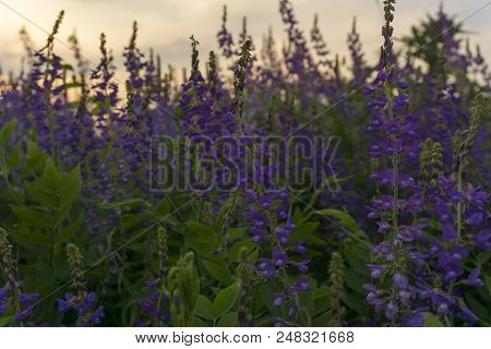 Purple Lucerne Flowers On Evening Meadow Closeup On A Background Of The Setting Sun