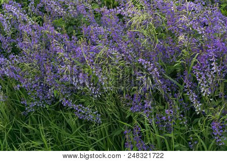 Herbal Background - Flowering Meadow With Purple Lucerne Flowers, Spikelets And Leaves Of Grass