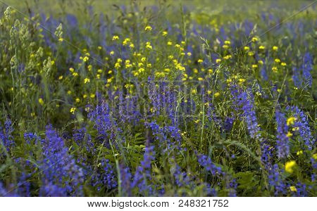 Slightly Blurred Floral Background - Flowering Meadow With Purple And Yellow Flowers, Spikelets And 