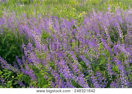 Background - Field With Purple Alfalfa Flowers