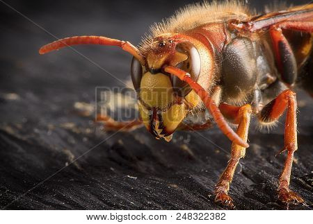 Huge European Hornet. Dangerous Predatory Insect. Close Up
