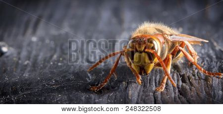 Huge European Hornet. Dangerous Predatory Insect. Close Up