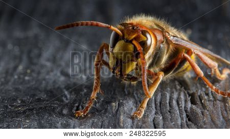Huge European Hornet. Dangerous Predatory Insect. Close Up
