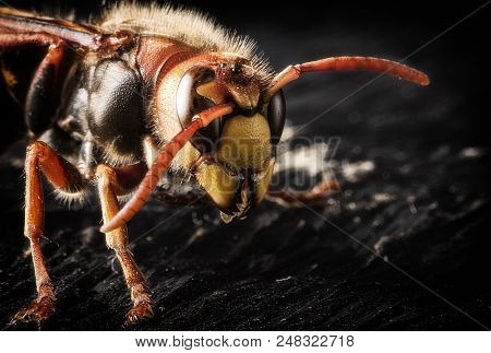 Huge European Hornet. Dangerous Predatory Insect. Close Up