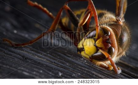 Huge European Hornet. Dangerous Predatory Insect. Close Up