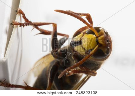 Huge European Hornet. Dangerous Predatory Insect. Close Up