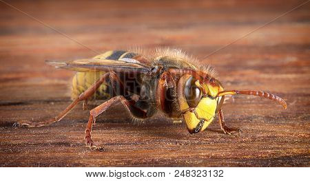 Huge European Hornet. Dangerous Predatory Insect. Close Up