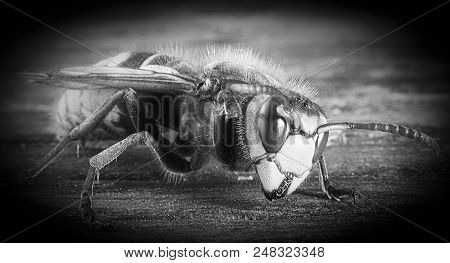 Huge European Hornet. Dangerous Predatory Insect. Close Up