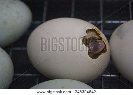 A Small Duckling Hatches From The Egg In The Incubator. The Beginning Of The Birth Of A New Life.