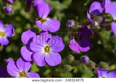 Aubrieta Doctor Mules Purple Flowers - Latin Name - Aubrieta Doctor Mules