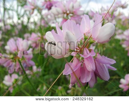 The Bird Vetch Of Pink Color With Ant On It Grows On A Meadow, Filming From Below Close Up