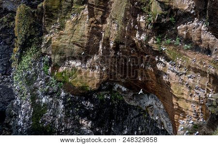 Cliff Covered With Brids In Iceland. West Coast Sea Cliffs Of Snaefellsnes Peninsula Picturesque