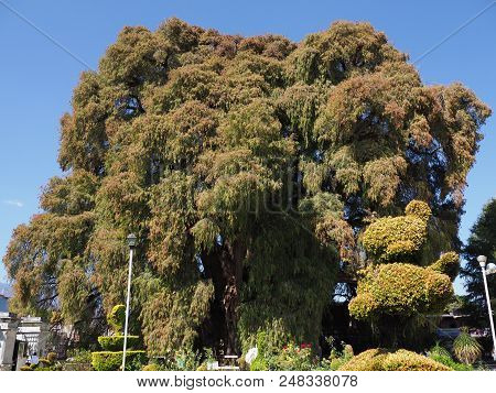 Santa Maria Del Tule, North America Mexico On February 2018: Marvelous Montezuma Cypress Tree At Mex