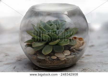 Exotic Cacti Growing In A Glass Vessel