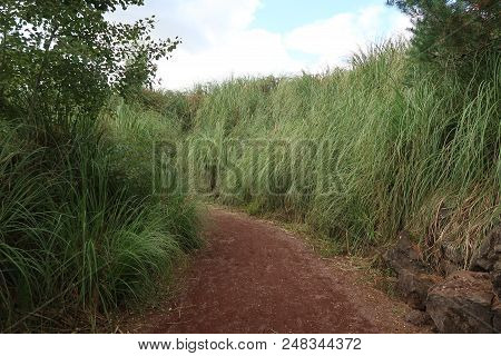 Australian Scenery In The Dombes Region, France