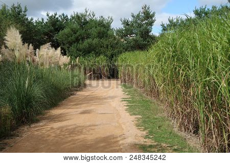 Path Between The Weed In The Dombes Region