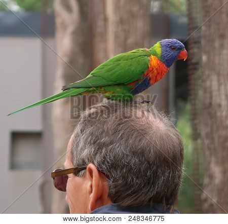 Rainbow Lorikeet (trichoglossus Moluccanus) On A Head