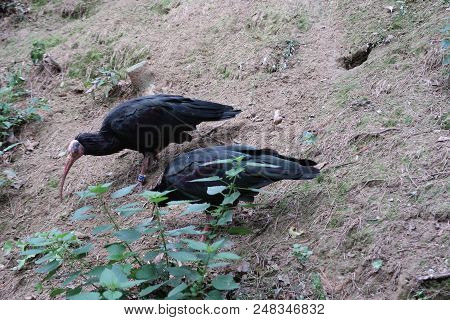 The Northern Bald Ibis, Hermit Ibis, Or Waldrapp (geronticus Eremita)