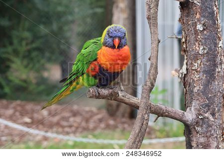 Rainbow Lorikeet (trichoglossus Moluccanus) On A Tree Branch