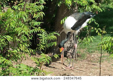 Photography O A Saddle-billed Stork (ephippiorhynchus Senegalensis)