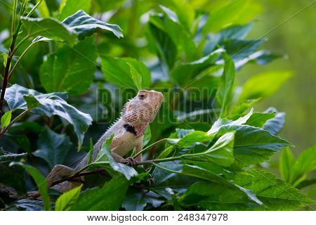 A Garden Lizard Sitting Among The Leaves Of The Plants In Its Natural Habitat.