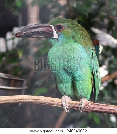 Green Aracari (pteroglossus Viridis) Also Known As Green Araçari
