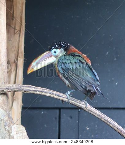 Curl-crested Aracari (pteroglossus Beauharnaesii) Also Known As The Curly-crested Aracari Or Curl-cr