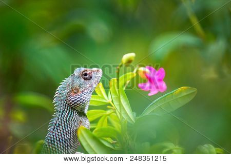 A Garden Lizard Sitting On The Top Of The Flower Plant And Looking Very Cutely With A Nice Soft Gree